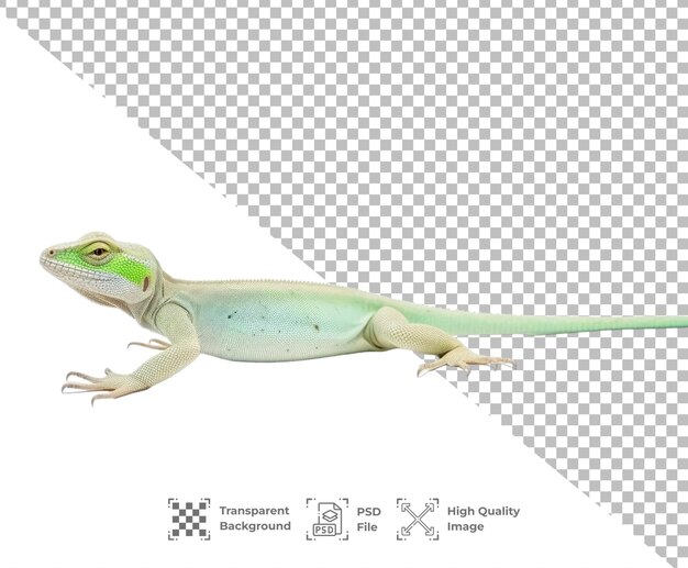 PSD psd lizard