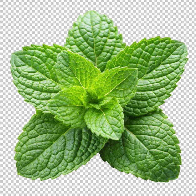 PSD of a mint leaves on transparent background