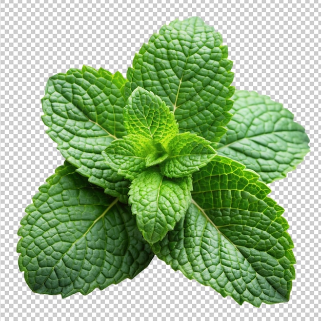 PSD of a mint leaves on transparent background