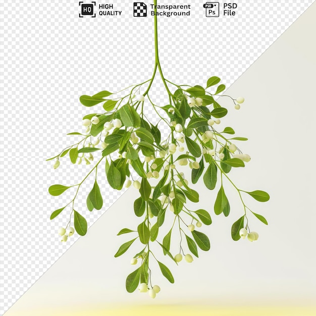 psd mistletoe isolated on transparent background surrounded by green leaves and a white flower