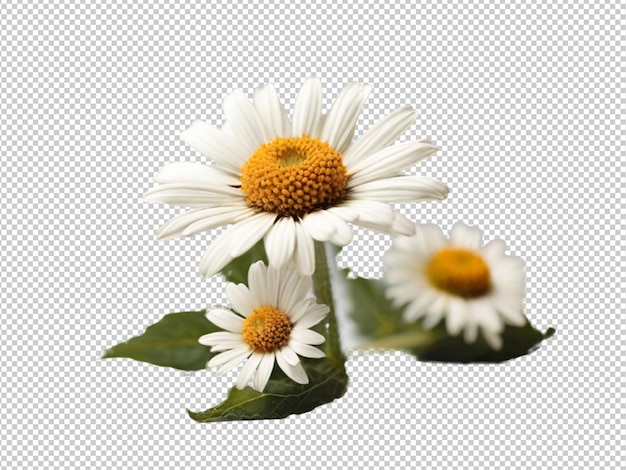 psd of a oxeye flower on transparent background