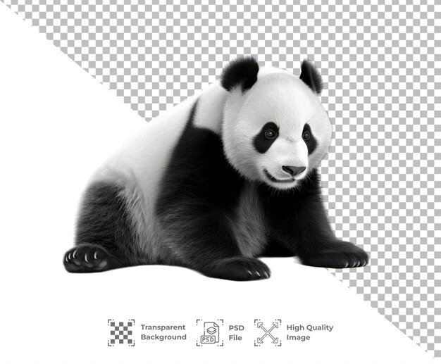 PSD psd panda isolated