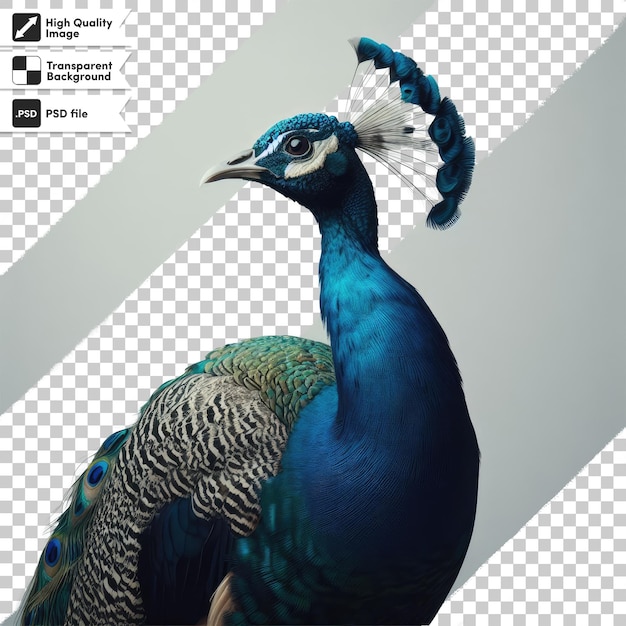 PSD peacock with feathers on transparent background with editable mask layer