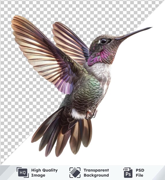 psd picture of an Anna39s hummingbird isolated on transparent background showcasing its unique