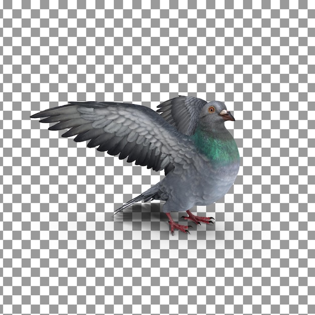 PSD psd pigeon isolated on transparent background