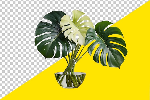 Psd plant with green leaves in a vase with yellow Transparent background