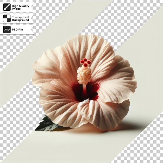 PSD red hawaiian hibiscus flower on transparent background with editable mask layer