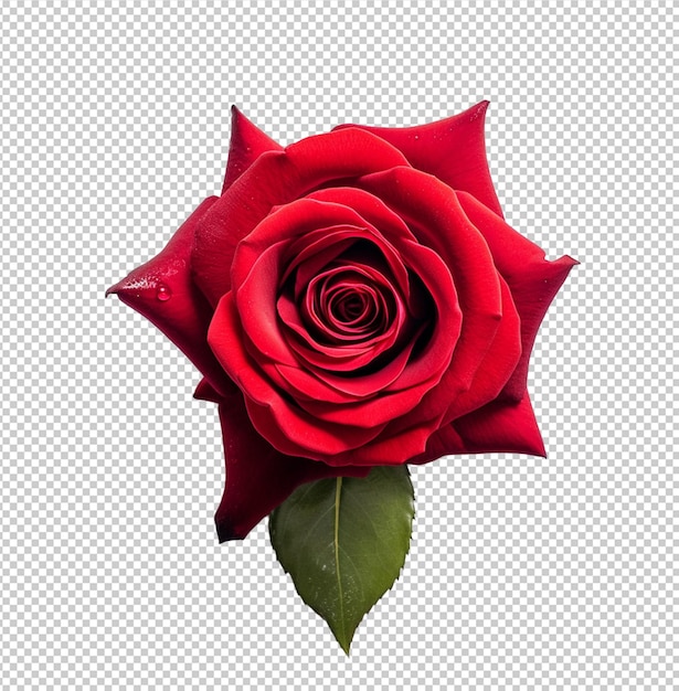 PSD red rose on transparent background