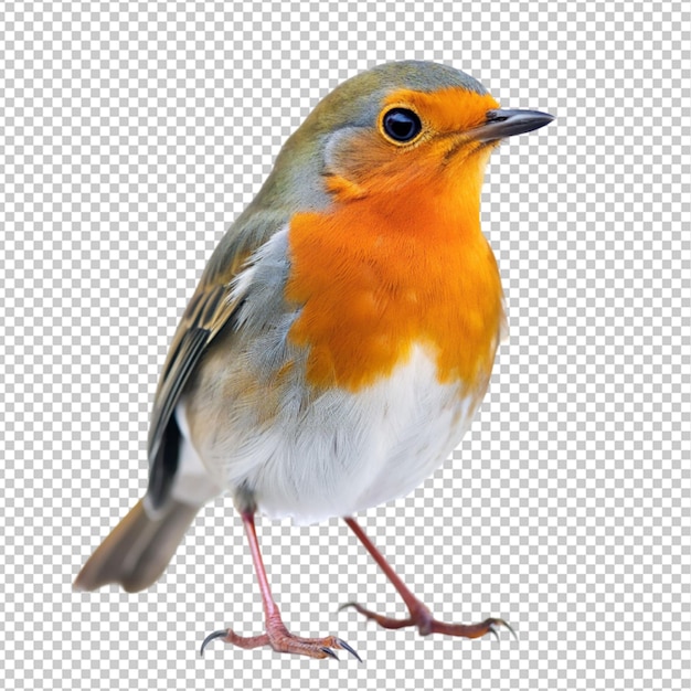 PSD of robin on transparent background