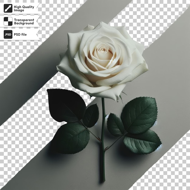 PSD single white rose on transparent background