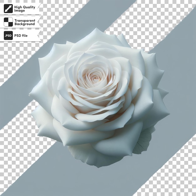 PSD single white rose on transparent background