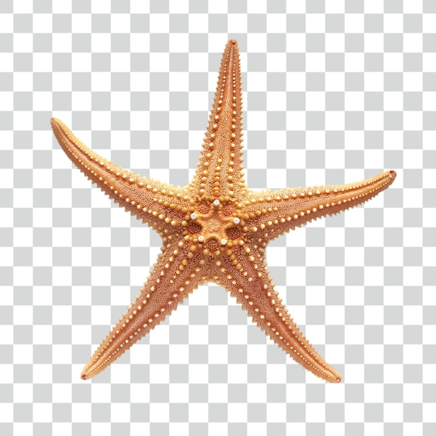 Psd Starfish on transparent background