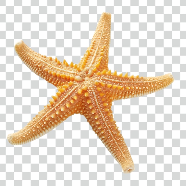 Psd Starfish on transparent background