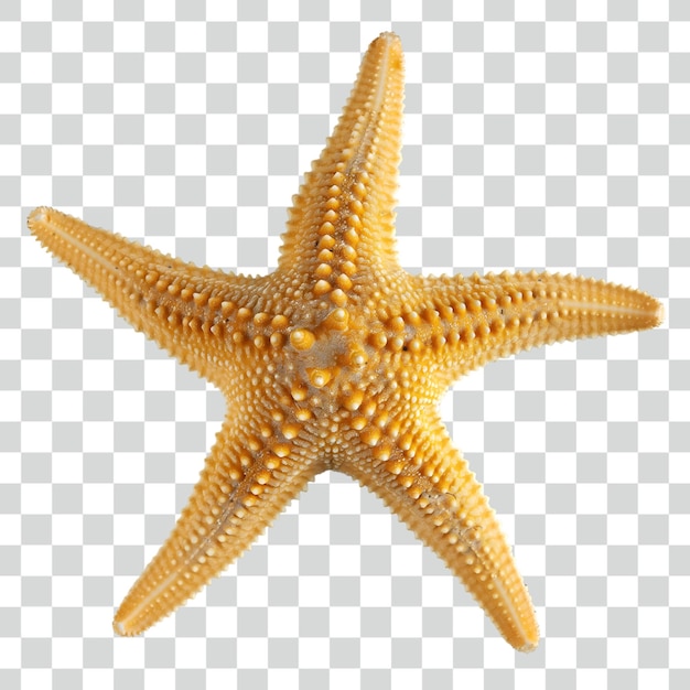 Psd Starfish on transparent background