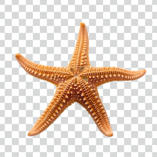 Psd Starfish on transparent background