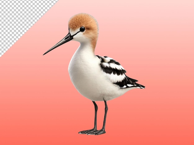 psd of a tailed avocet on transparent background