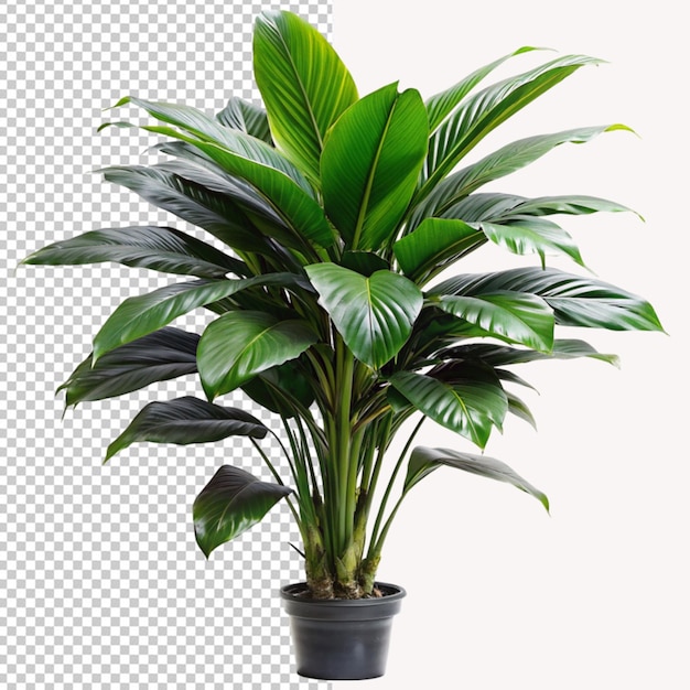 PSD of a tropical plant on transparent background