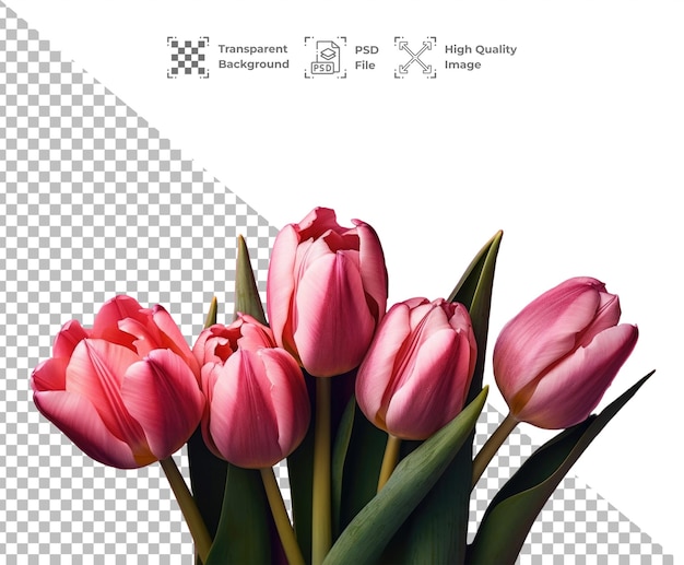 PSD Tulips flower isolated on transparent background