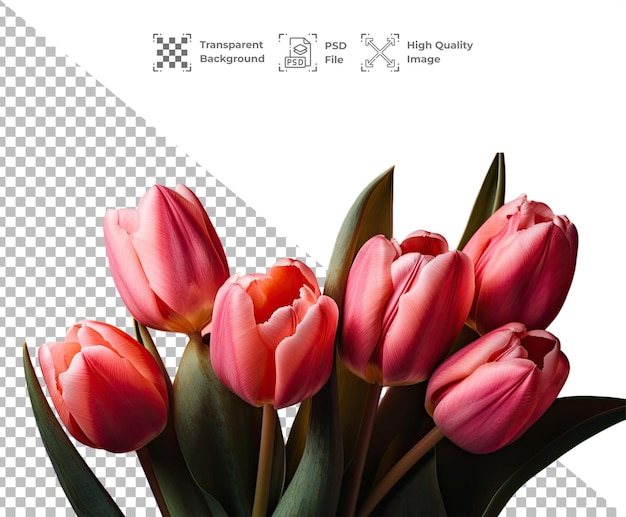 PSD Tulips flower isolated on transparent background