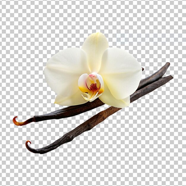 PSD view of beautiful blooming flowers