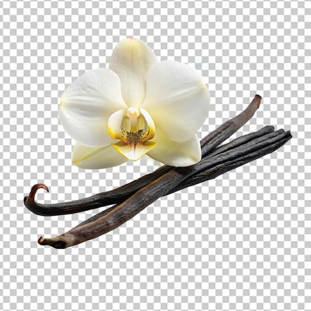 PSD view of beautiful blooming flowers