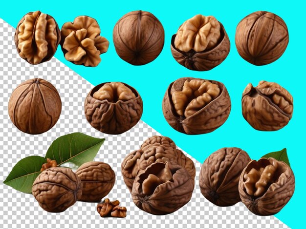 psd of a walnut fruit