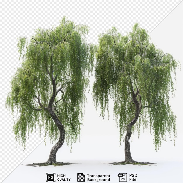 psd weeping willow trees isolated on transparent background featuring a brown trunk and a green tree against a white sky