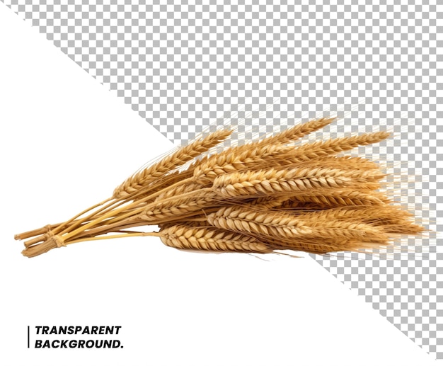 PSD Wheat ears isolated background Package design element with clipping path