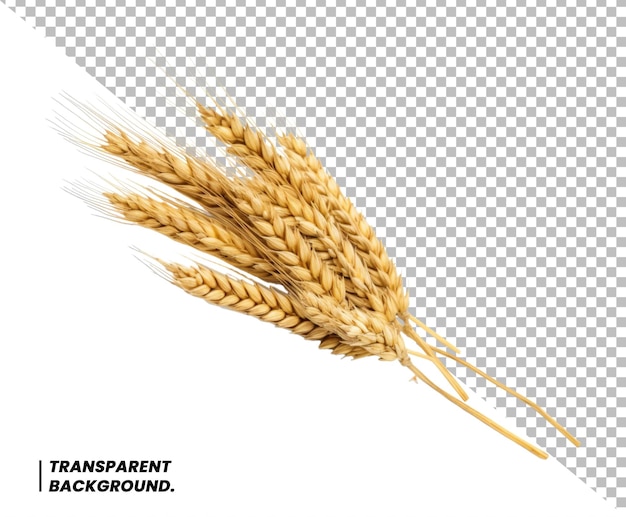 PSD Wheat ears isolated background Package design element with clipping path