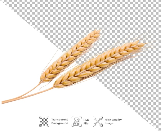 PSD psd wheat isolated on transparent background