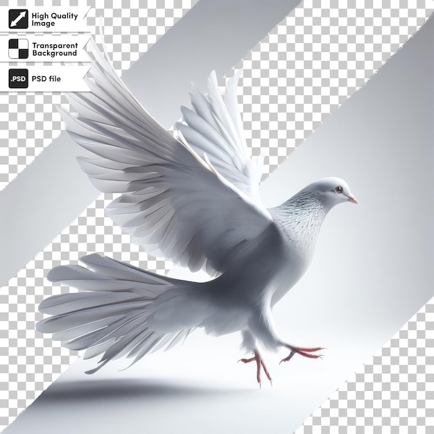 PSD white pigeon on transparent background