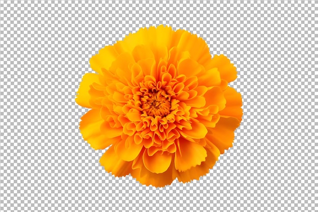 PSD psd yellow fresh marigold flower isolated on transparent background