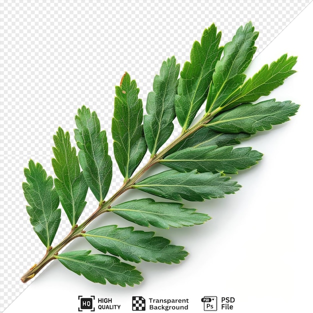 psd yew leaf on a isolated background