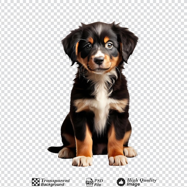 puppy dog isolated on transparent background