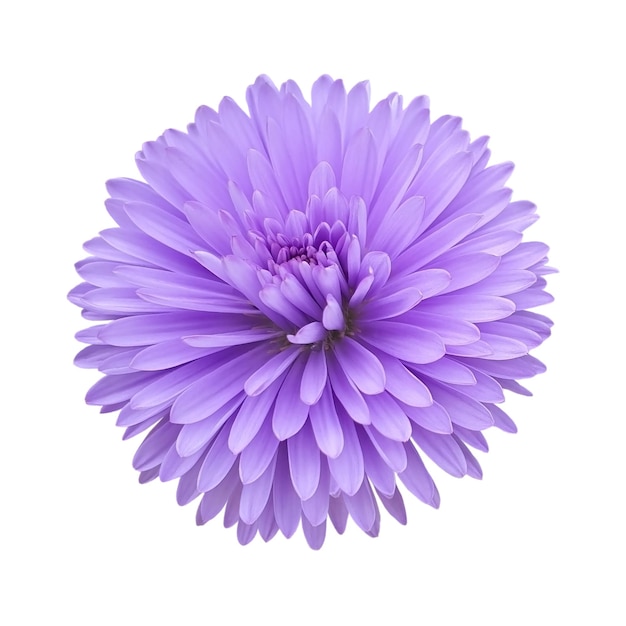 A purple flower isolated jpg and psd file