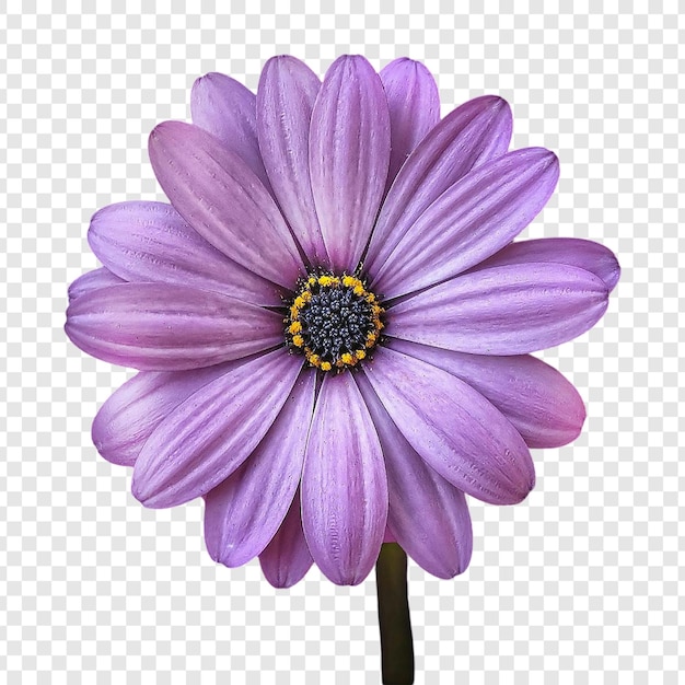 A purple flower isolated on transparent background