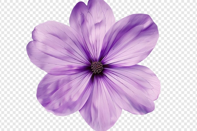 PSD purple flower isolated on transparent background