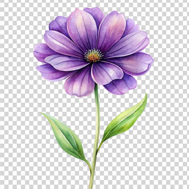 A purple flower with a green leaf on transparent background