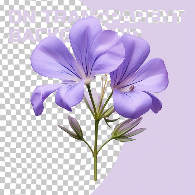 PSD a purple flower with the words  what if it is