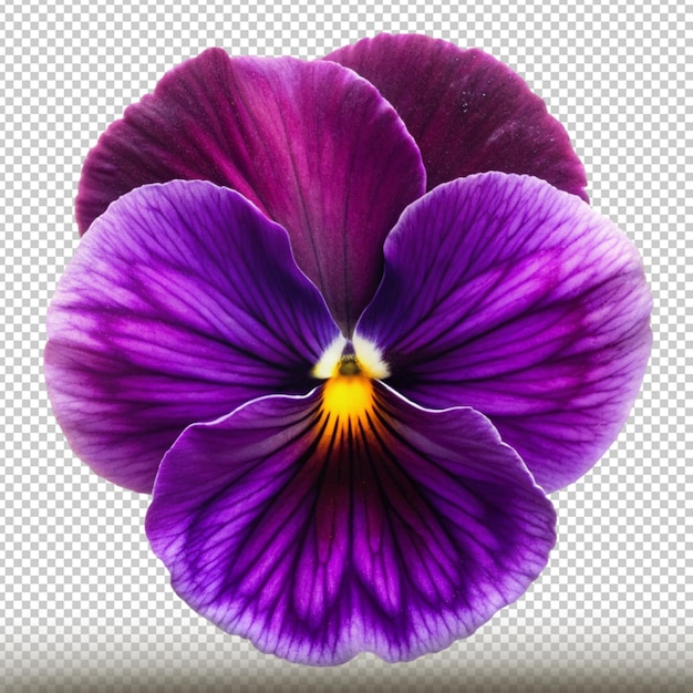 a purple flower with a yellow center and the center of the purple flower