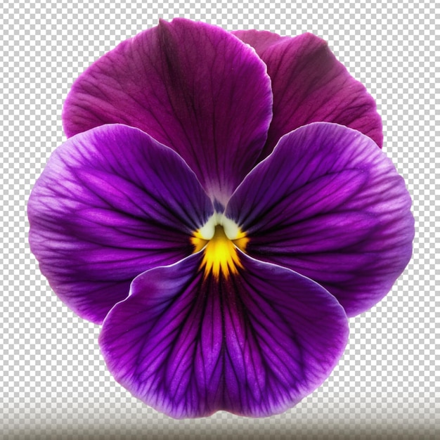 a purple flower with a yellow center and the yellow center