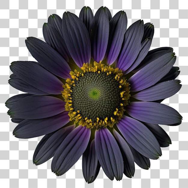 A purple flower with a yellow center and a yellow center.