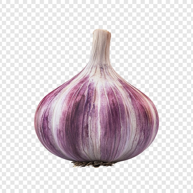 Purple Garlic Bulb