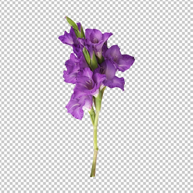 Purple gladiolus flower stem isolated rendering