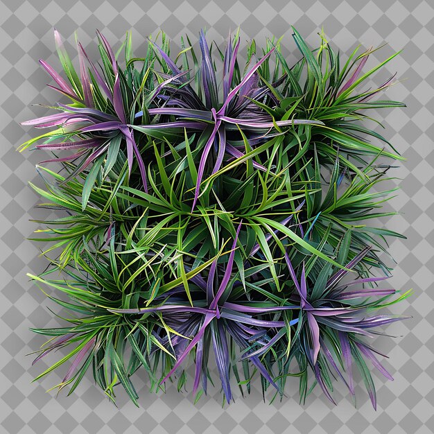 a purple and green plant with purple and green leaves