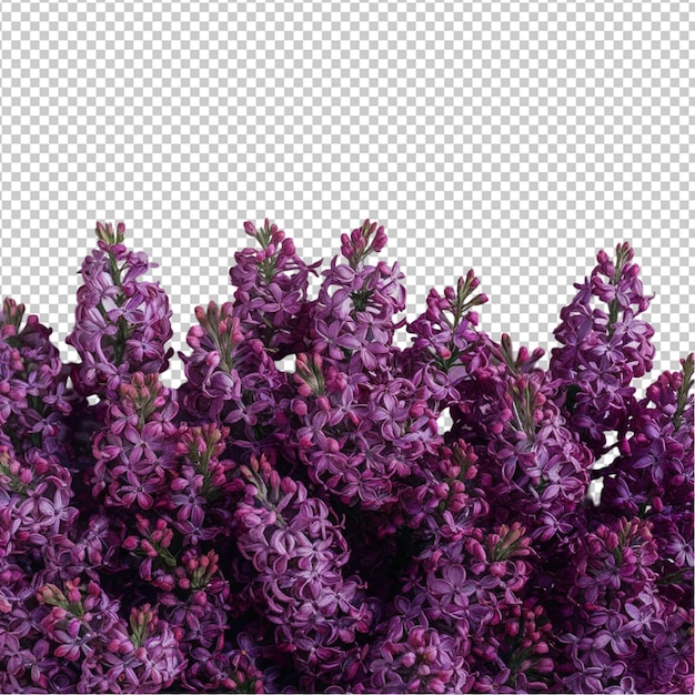 PSD purple lilac cluster isolated