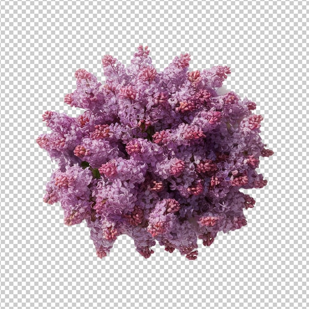 PSD purple lilac cluster isolated