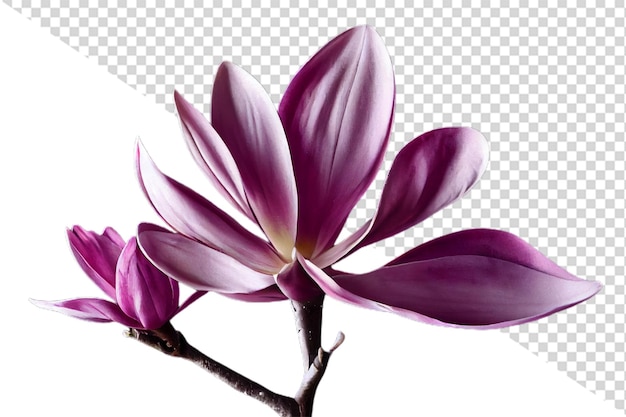 Purple_magnolia_flower_Magnolia_Felix_isolatedd