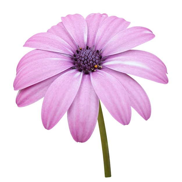 purple Osteospermum isolated png and psd file