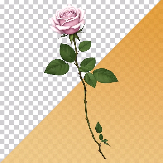 A purple rose with green leaves isolated on transparent background